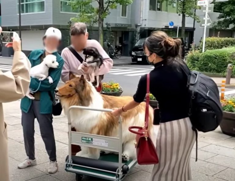 Japonês que gastou R$ 75 mil em fantasia de cachorro faz seu primeiro passeio na rua; veja