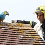 Bombeiros resgatam papagaia ‘boca-suja’ em Londres