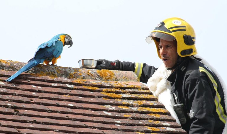 Bombeiros resgatam papagaia ‘boca-suja’ em Londres