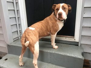 Cão perdido reaparece 1 ano depois a 110 km de distância de casa nos EUA